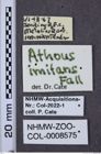 Etiketten zu Athous imitans (NHMW-ZOO-COL-0008575)